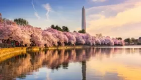 莫负好春光!华盛顿樱花全攻略 本周末将迎来赏樱潮! 莫负好春光!华盛顿樱花全攻略 本周末将迎来赏樱潮!