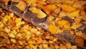 渥太华值得一游的景点 渥太华值得一游的景点