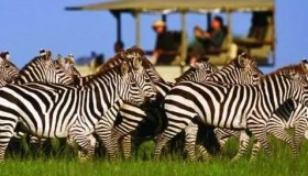 途风ceo”老炮儿”:感受东非的心跳 一生必体验的自然野奢之行! 途风ceo”老炮儿”:感受东非的心跳 一生必体验的自然野奢之行!