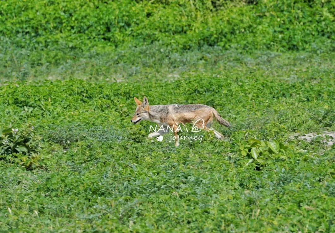 用镜头记录地球原始纯真:一场非洲野性之旅! 用镜头记录地球原始纯真:一场非洲野性之旅!