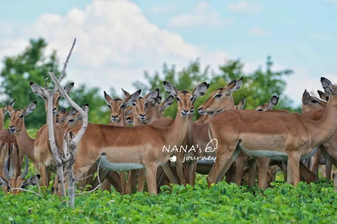 用镜头记录地球原始纯真:一场非洲野性之旅! 用镜头记录地球原始纯真:一场非洲野性之旅!