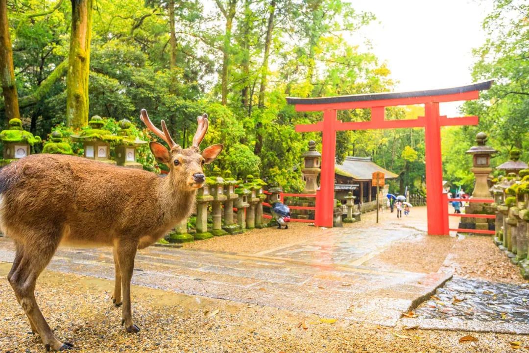 日币暴跌,游客”抄底“!今夏赶紧跟着汇率去日本旅行 ~ 日币暴跌,游客”抄底“!今夏赶紧跟着汇率去日本旅行 ~