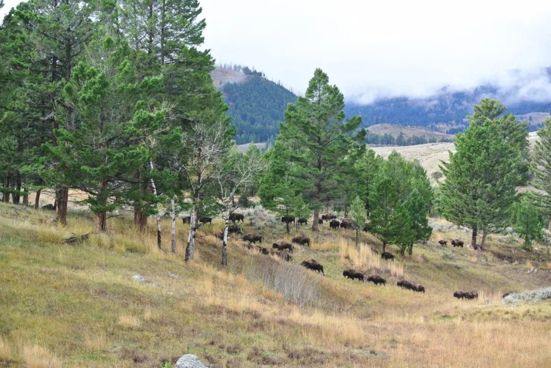 黄石旅游特惠5折起! 如果一生只去一次,一切都是最好的安排! 黄石旅游特惠5折起! 如果一生只去一次,一切都是最好的安排!