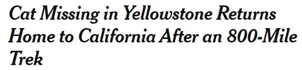 “猫猫我呀 从黄石公园走回家咯!”2岁小猫迷失黄石 独自跨越4个州平安回家! “猫猫我呀 从黄石公园走回家咯!”2岁小猫迷失黄石 独自跨越4个州平安回家!