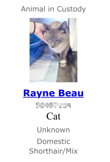 “猫猫我呀 从黄石公园走回家咯!”2岁小猫迷失黄石 独自跨越4个州平安回家! “猫猫我呀 从黄石公园走回家咯!”2岁小猫迷失黄石 独自跨越4个州平安回家!