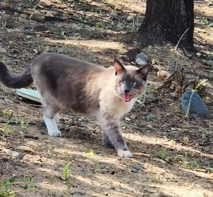 “猫猫我呀 从黄石公园走回家咯!”2岁小猫迷失黄石 独自跨越4个州平安回家! “猫猫我呀 从黄石公园走回家咯!”2岁小猫迷失黄石 独自跨越4个州平安回家!