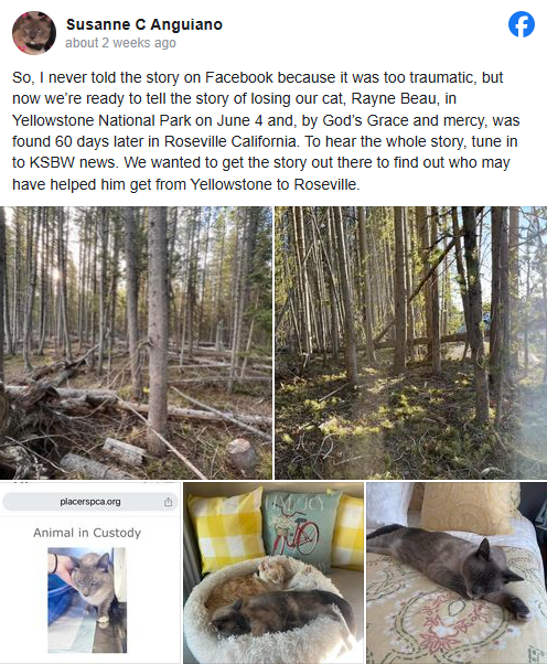 “猫猫我呀 从黄石公园走回家咯!”2岁小猫迷失黄石 独自跨越4个州平安回家! “猫猫我呀 从黄石公园走回家咯!”2岁小猫迷失黄石 独自跨越4个州平安回家!