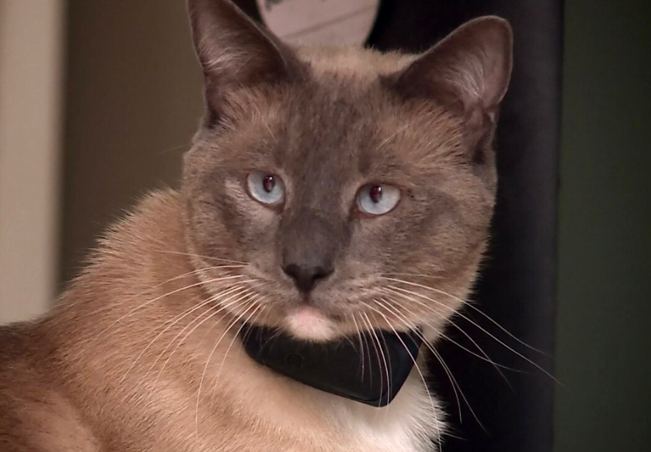 “猫猫我呀 从黄石公园走回家咯!”2岁小猫迷失黄石 独自跨越4个州平安回家! “猫猫我呀 从黄石公园走回家咯!”2岁小猫迷失黄石 独自跨越4个州平安回家!