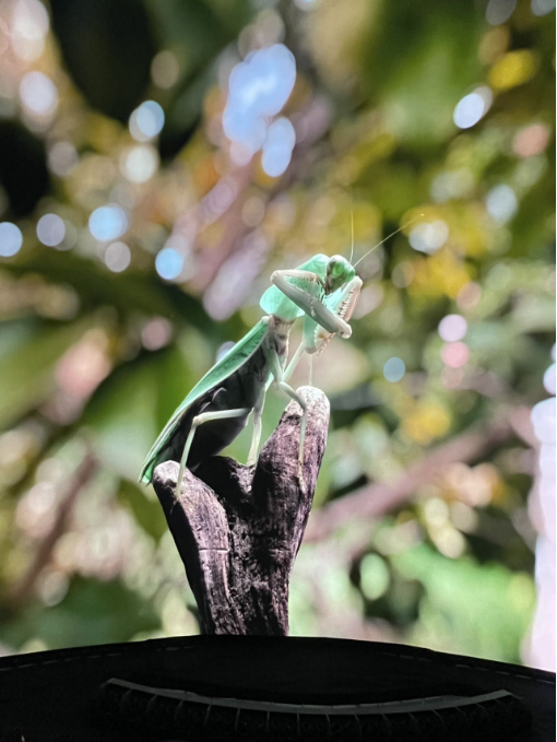 游记+攻略!暴走拉斯维加斯归来:Sphere大球、5星级酒店、网红甜品……全是干货! 游记+攻略!暴走拉斯维加斯归来:Sphere大球、5星级酒店、网红甜品……全是干货!