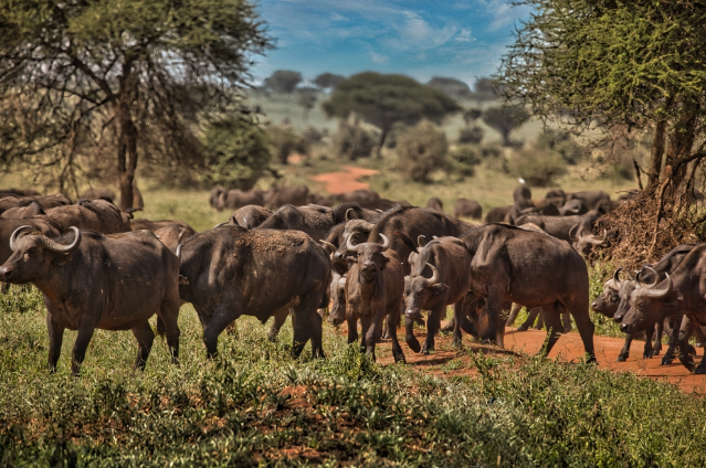 解码非洲三大黄金旅游带:动物大迁徙/沙漠星河/千年神庙终极玩法指南! 解码非洲三大黄金旅游带:动物大迁徙/沙漠星河/千年神庙终极玩法指南!