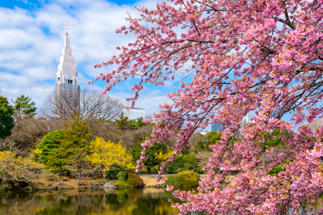 2025东京樱花季全攻略!这7个绝美打卡地,错过再等一年 2025东京樱花季全攻略!这7个绝美打卡地,错过再等一年