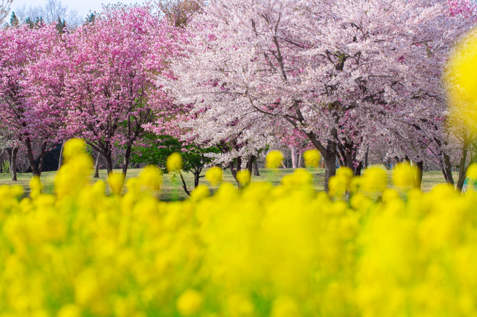 2025东京樱花季全攻略!这7个绝美打卡地,错过再等一年 2025东京樱花季全攻略!这7个绝美打卡地,错过再等一年