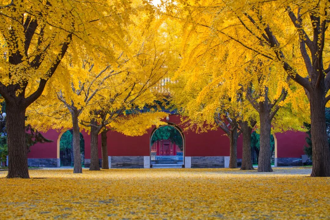 【Nihao 中国】如果思乡有形状,那一定是北京秋天! 【Nihao 中国】如果思乡有形状,那一定是北京秋天!