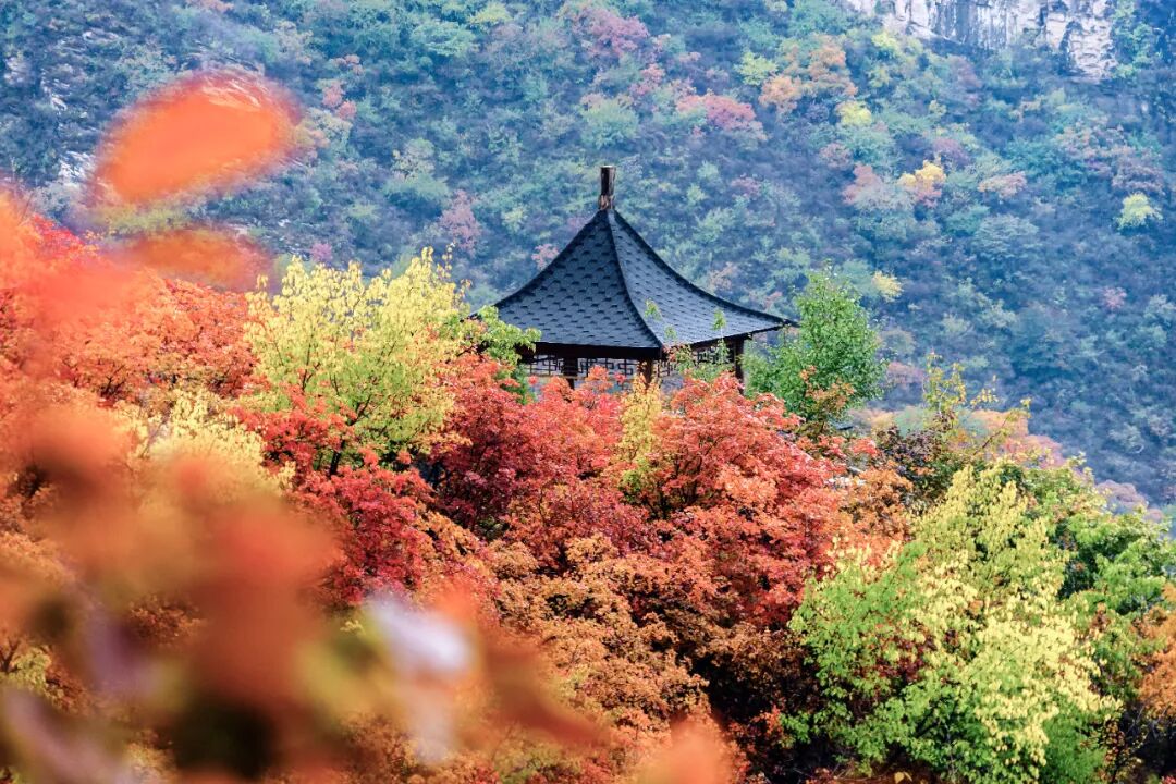 【Nihao 中国】如果思乡有形状,那一定是北京秋天! 【Nihao 中国】如果思乡有形状,那一定是北京秋天!