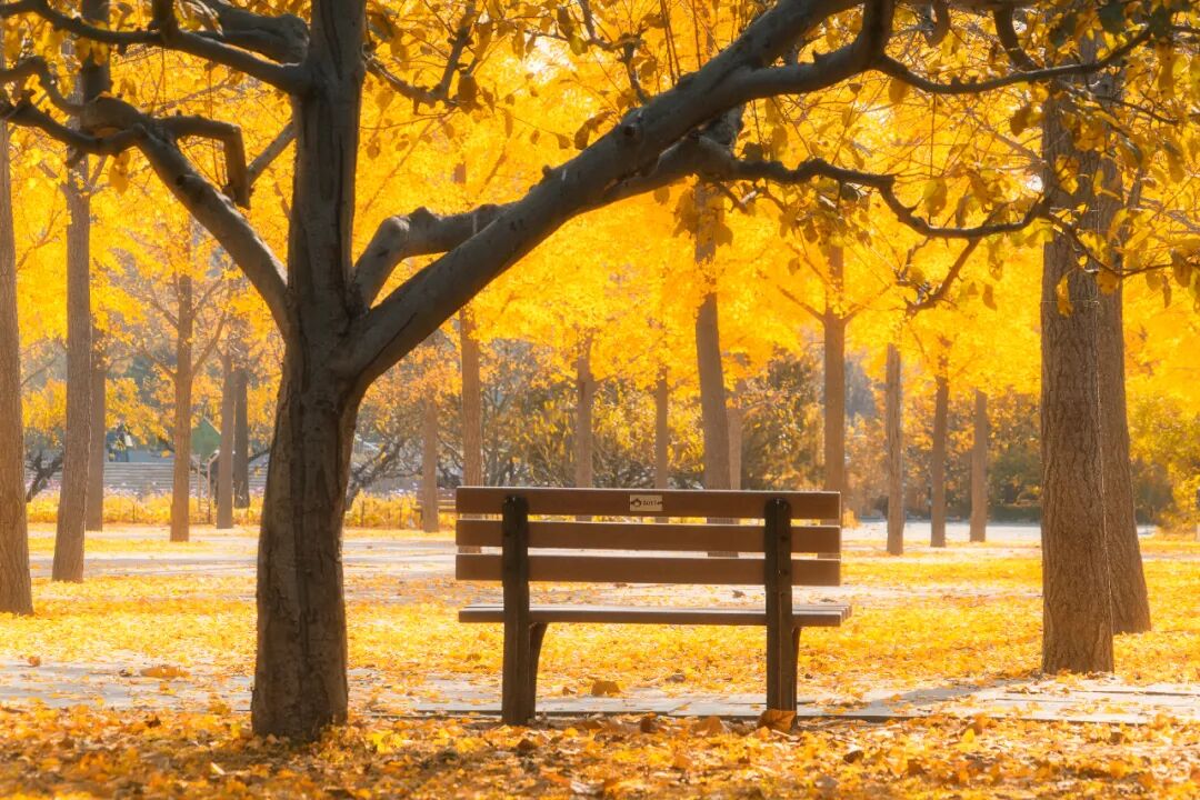 【Nihao 中国】如果思乡有形状,那一定是北京秋天! 【Nihao 中国】如果思乡有形状,那一定是北京秋天!