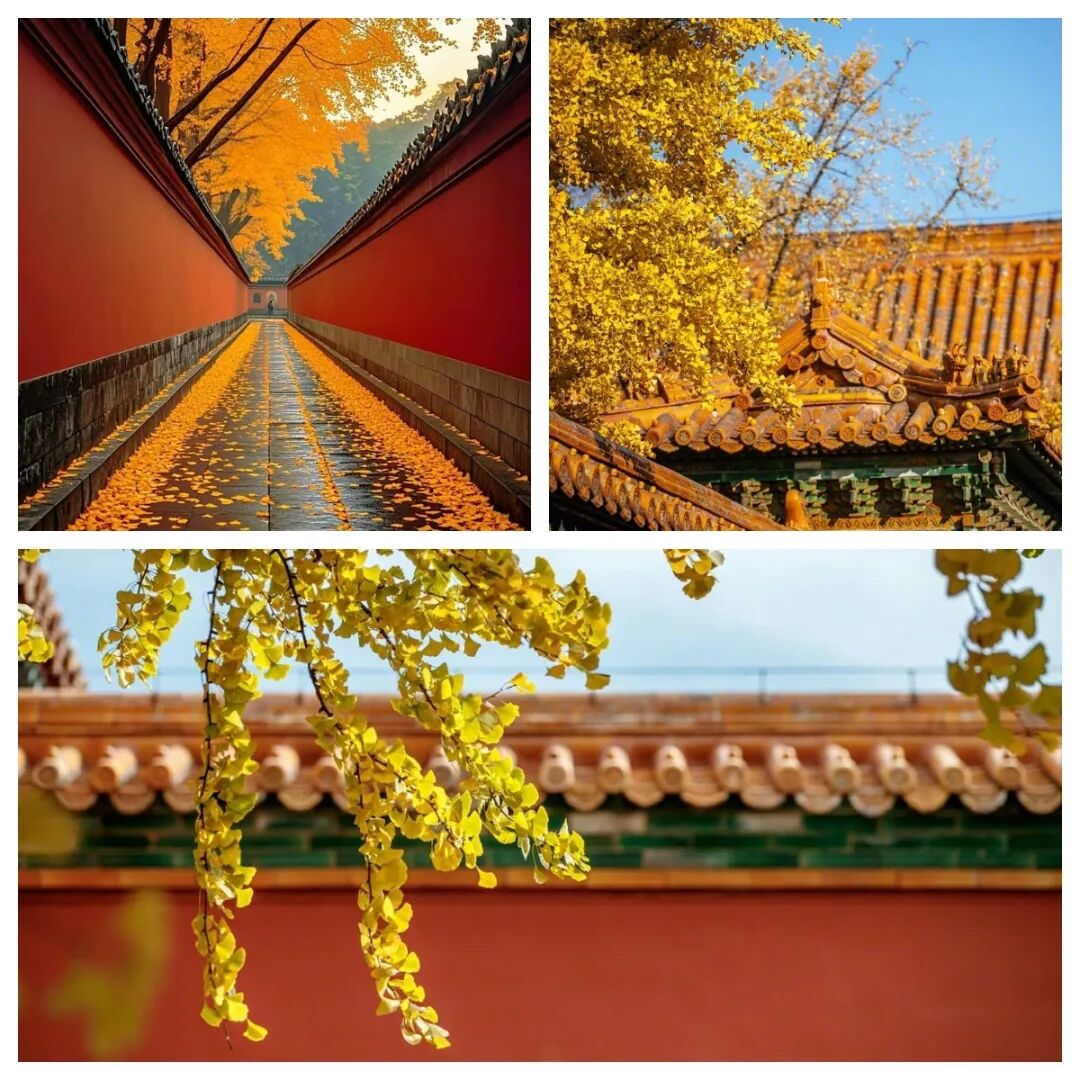 【Nihao 中国】如果思乡有形状,那一定是北京秋天! 【Nihao 中国】如果思乡有形状,那一定是北京秋天!