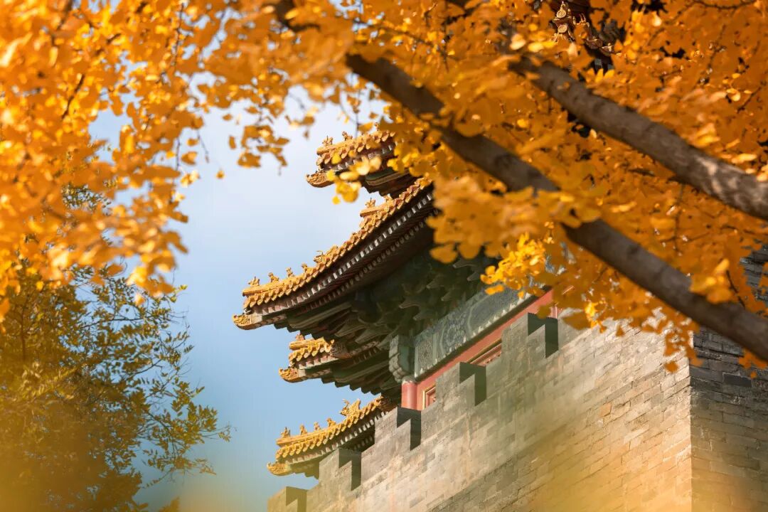 【Nihao 中国】如果思乡有形状,那一定是北京秋天! 【Nihao 中国】如果思乡有形状,那一定是北京秋天!