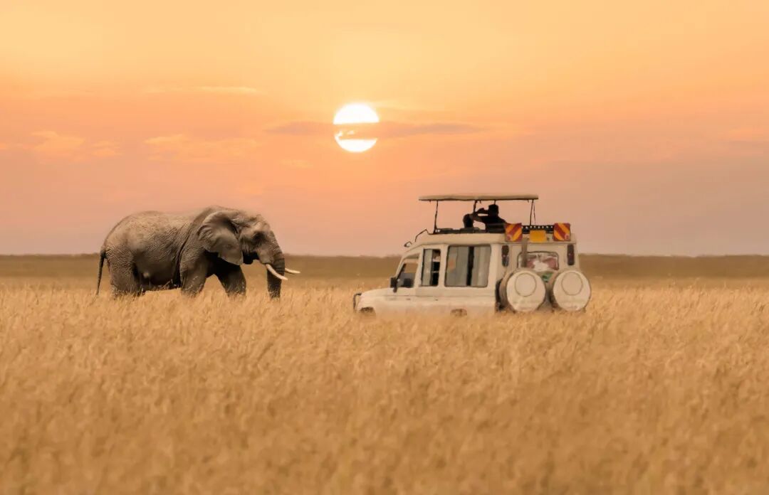 肯尼亚旅游全攻略|必去景点+避坑指南+行程推荐