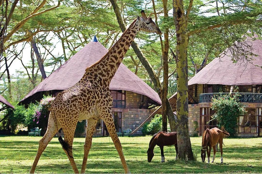 肯尼亚旅游全攻略|必去景点+避坑指南+行程推荐