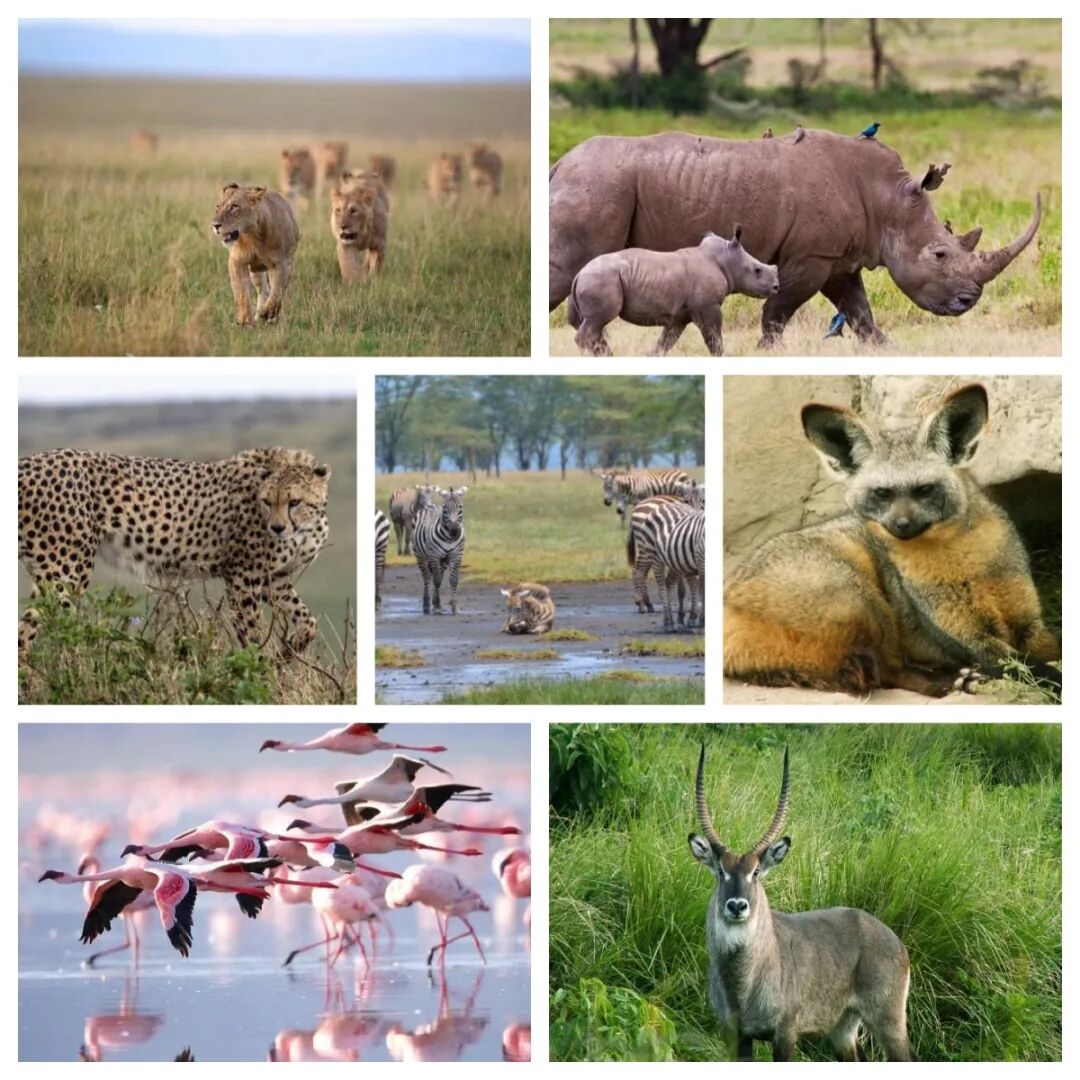 肯尼亚旅游全攻略|必去景点+避坑指南+行程推荐