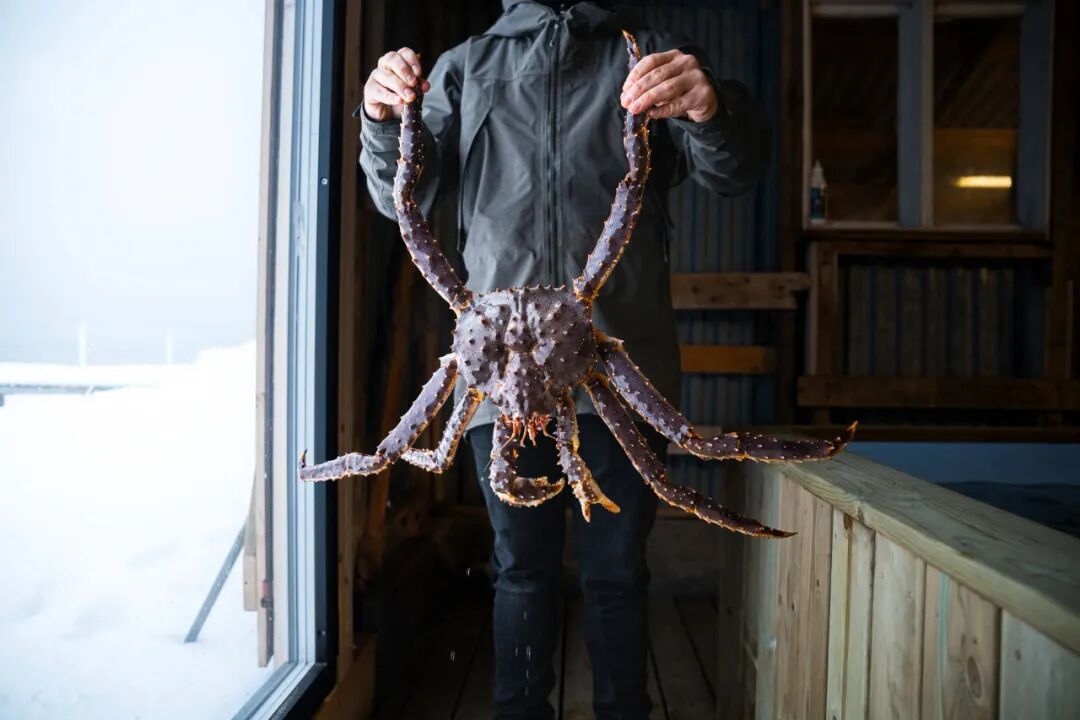 北欧旅行回馈团!玻璃屋追光、捕帝王蟹、观鲸等6大极地体验 北欧旅行回馈团!玻璃屋追光、捕帝王蟹、观鲸等6大极地体验