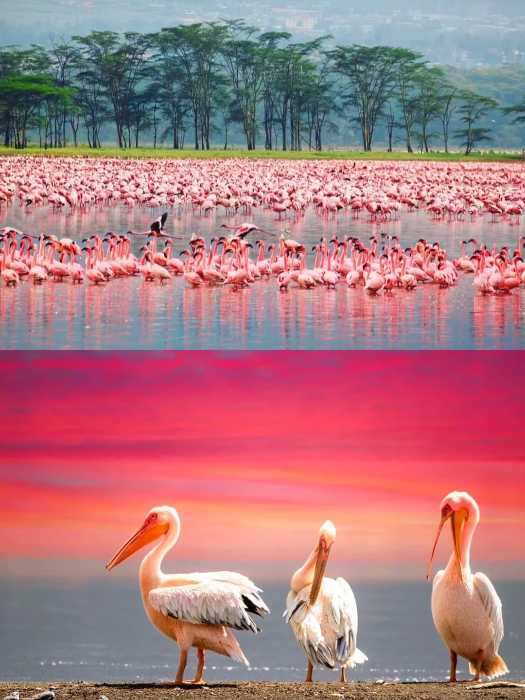 肯尼亚旅游全攻略|必去景点+避坑指南+行程推荐