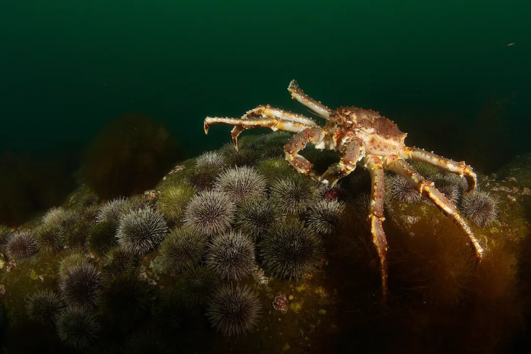 北欧旅行回馈团!玻璃屋追光、捕帝王蟹、观鲸等6大极地体验 北欧旅行回馈团!玻璃屋追光、捕帝王蟹、观鲸等6大极地体验
