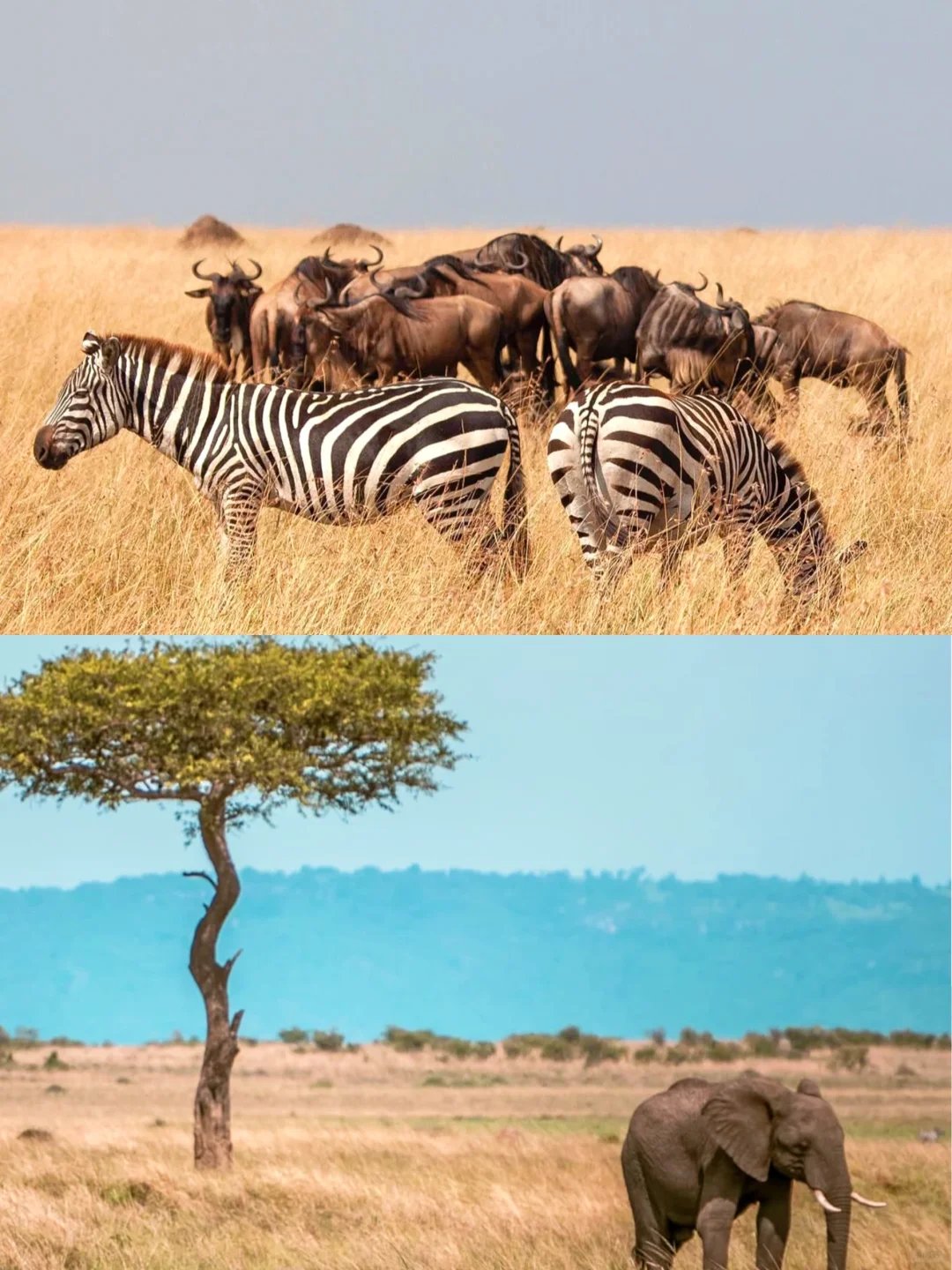 肯尼亚旅游全攻略|必去景点+避坑指南+行程推荐