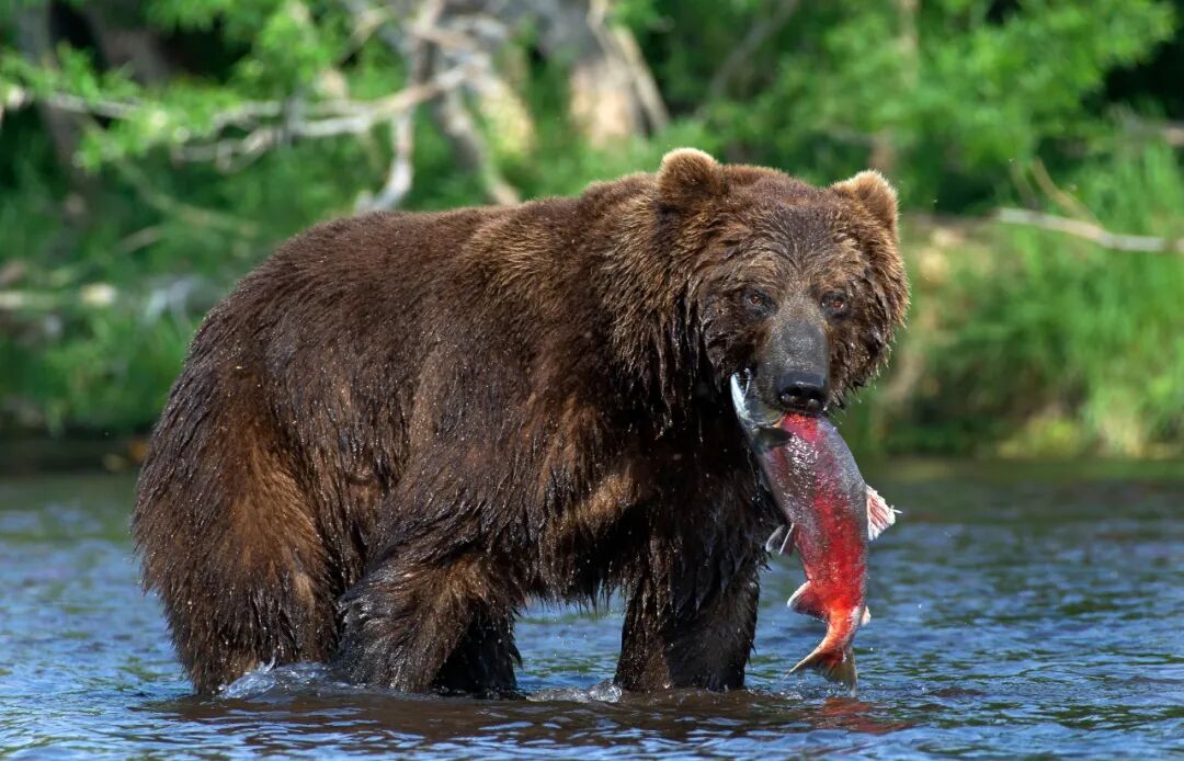俄罗斯免签啦！玩雪追极光看棕熊，难以置信的价格 ！