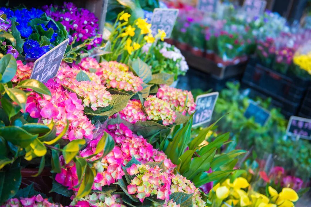香港旅游全攻略|景点、美食、购物、景点、交通
