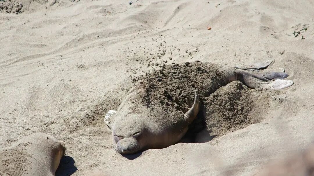 海豹拋沙子