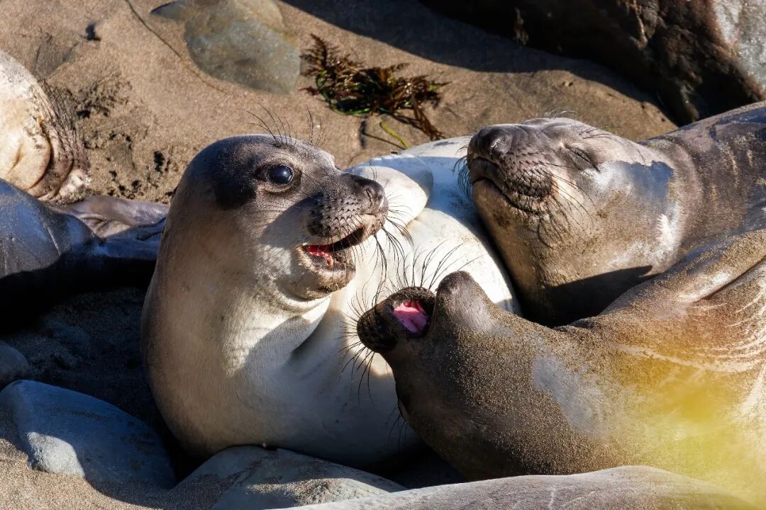 加州1號公路海獅海豹