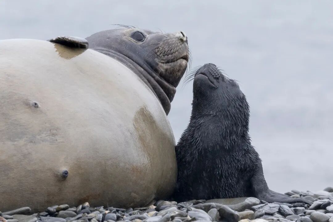 海豹母子