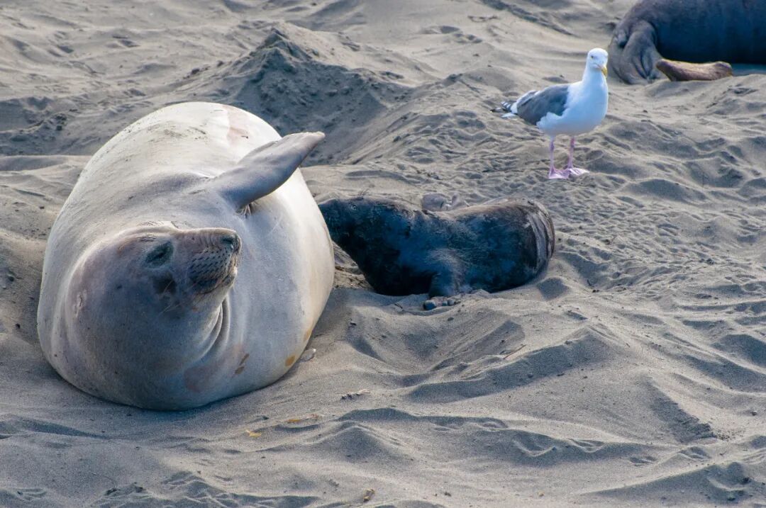 海獅、海豹哺育寶寶