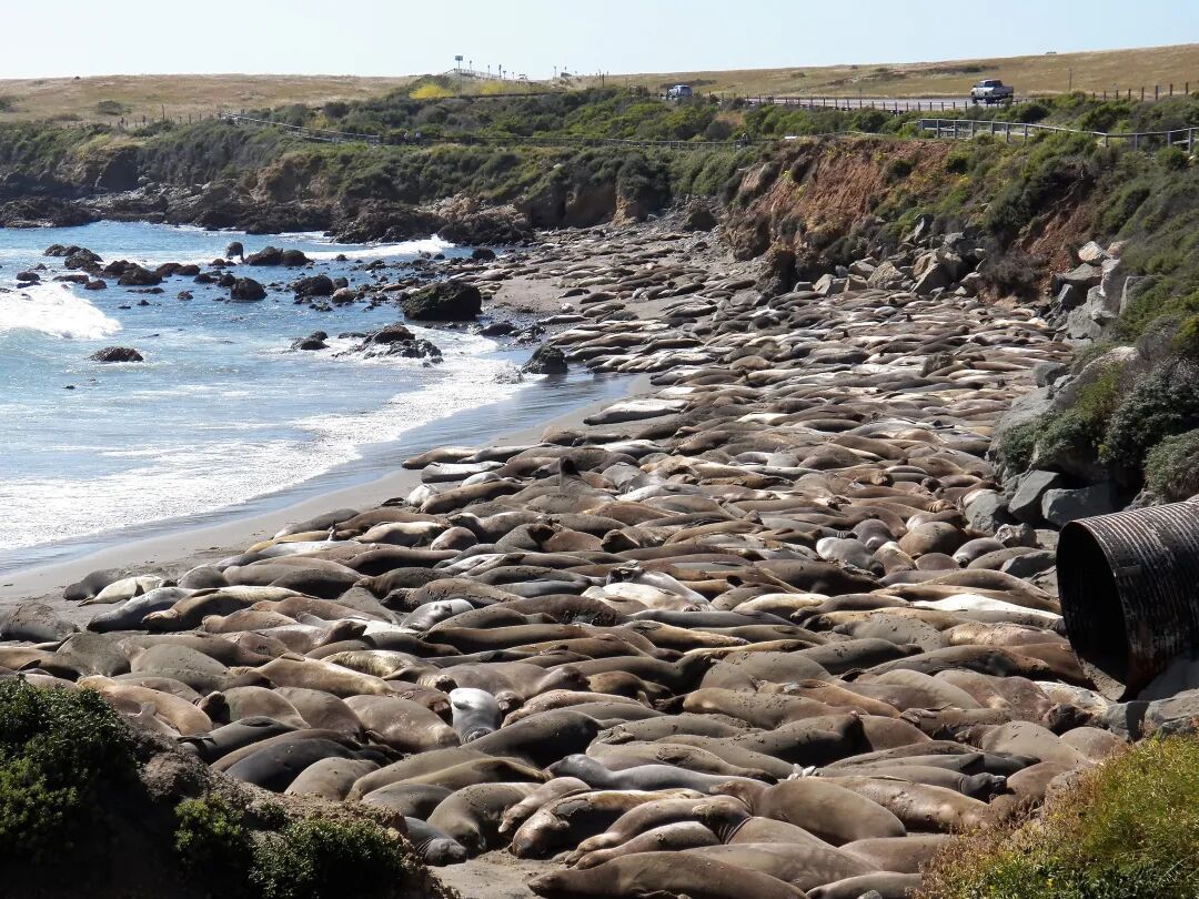 加州1號公路海豹
