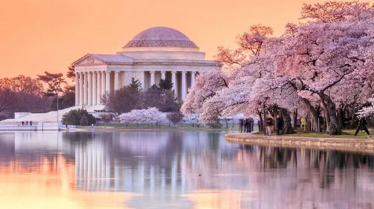 立春见绿 | 不如奔赴华盛顿，赴一场樱花之旅