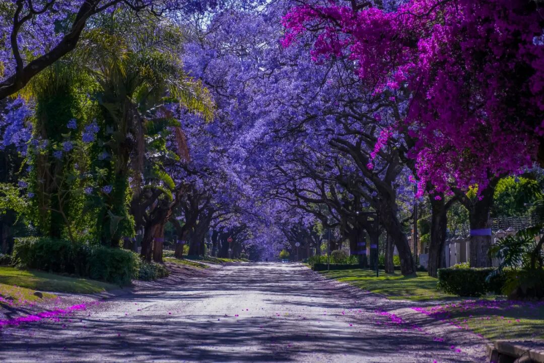 洛杉矶蓝花楹赏花全攻略|你最钟意哪条街道的蓝花楹? 洛杉矶蓝花楹赏花全攻略|你最钟意哪条街道的蓝花楹?