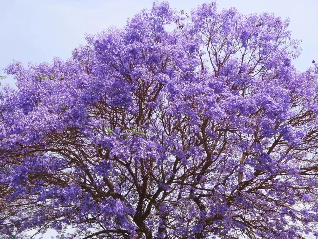 洛杉矶蓝花楹赏花全攻略|你最钟意哪条街道的蓝花楹? 洛杉矶蓝花楹赏花全攻略|你最钟意哪条街道的蓝花楹?