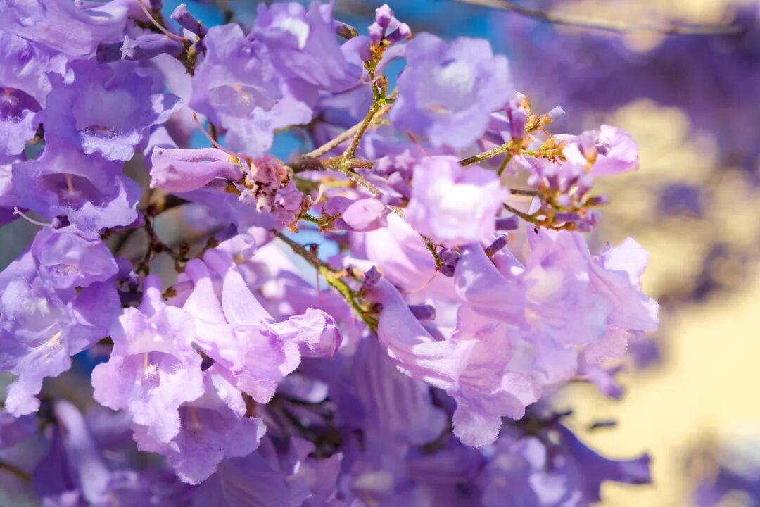 洛杉矶蓝花楹赏花全攻略|你最钟意哪条街道的蓝花楹? 洛杉矶蓝花楹赏花全攻略|你最钟意哪条街道的蓝花楹?