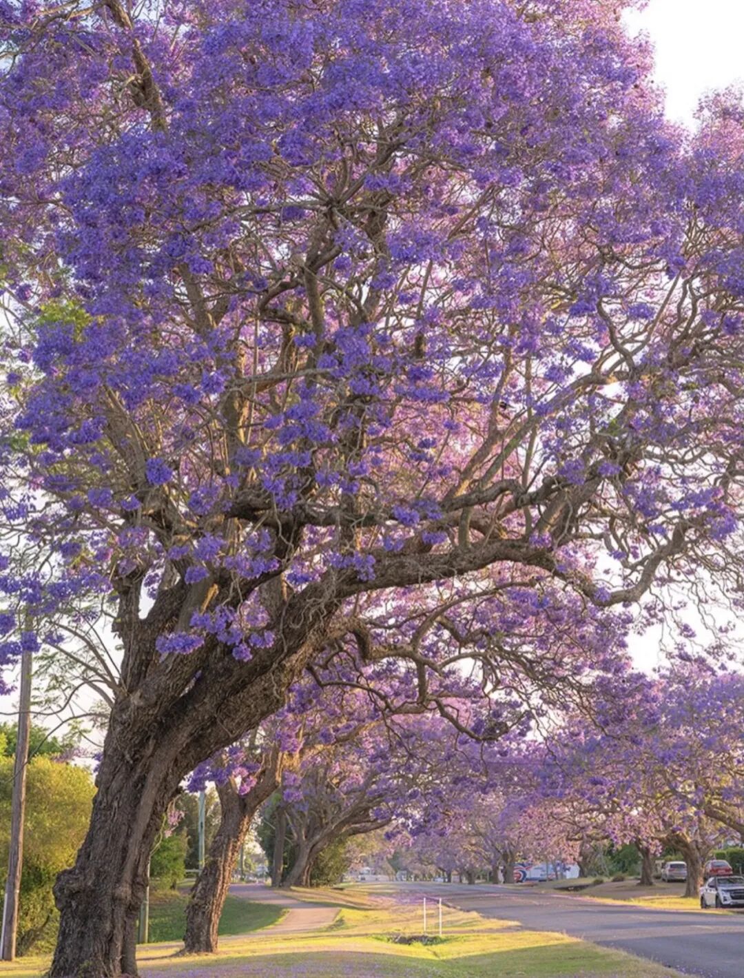 洛杉矶蓝花楹赏花全攻略|你最钟意哪条街道的蓝花楹? 洛杉矶蓝花楹赏花全攻略|你最钟意哪条街道的蓝花楹?