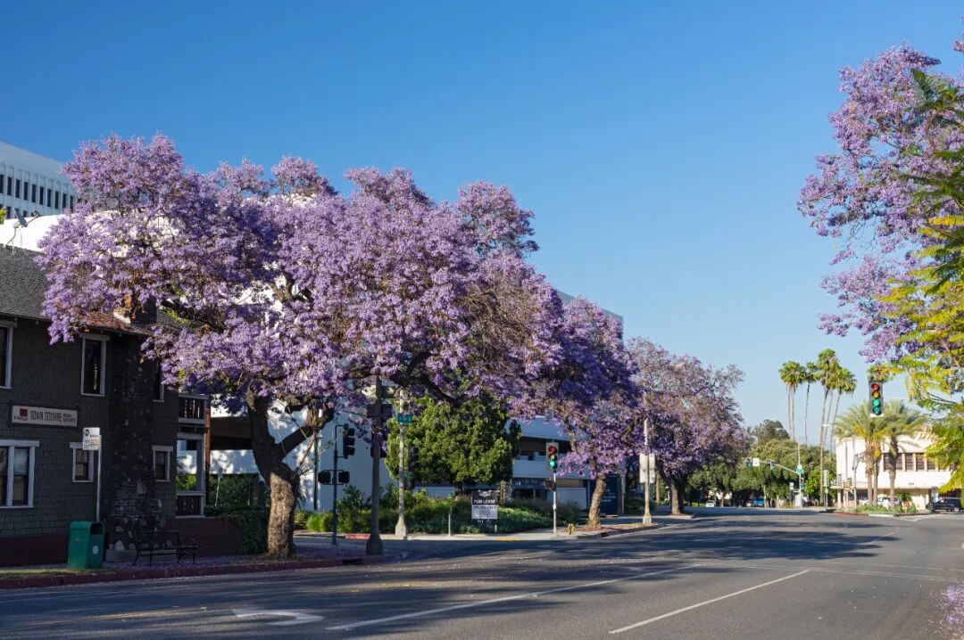 洛杉矶蓝花楹赏花全攻略|你最钟意哪条街道的蓝花楹? 洛杉矶蓝花楹赏花全攻略|你最钟意哪条街道的蓝花楹?