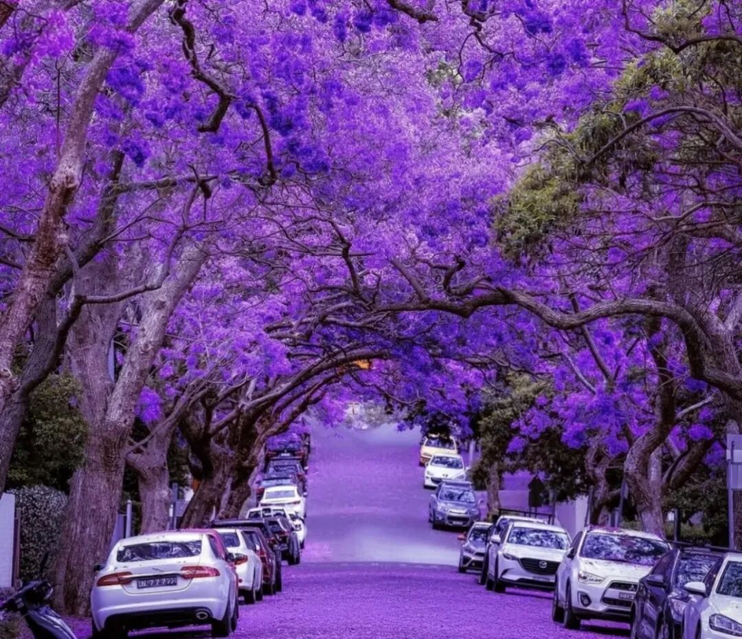洛杉矶蓝花楹赏花全攻略|你最钟意哪条街道的蓝花楹? 洛杉矶蓝花楹赏花全攻略|你最钟意哪条街道的蓝花楹?